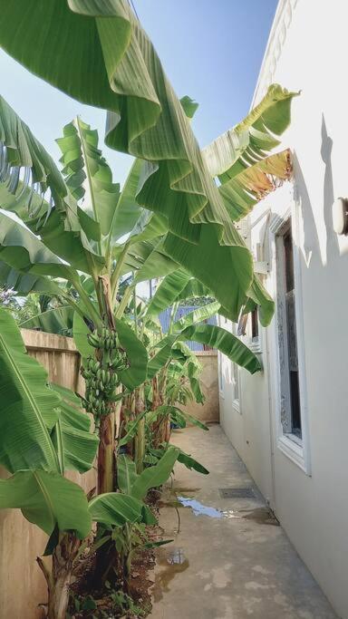 Jambo Jambiani Beach Villa, Beautiful Private Villa At 2 Minutes From The Beach Εξωτερικό φωτογραφία